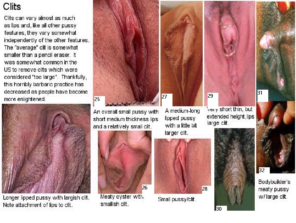 clitoris5.jpg